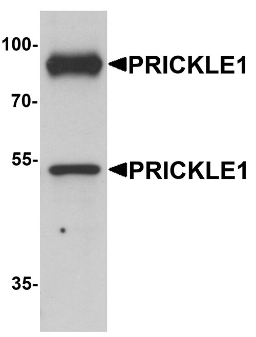 1 - PRICKLE1 Antibody ASC11399