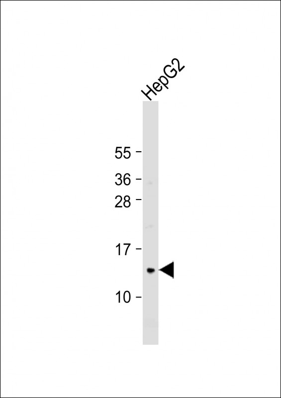 1 - COX7A2L Antibody (Center) AP12338c
