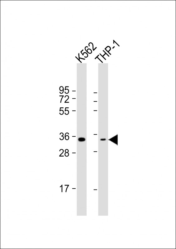 1 - OR1F1 Antibody  (C-term) AP18162b