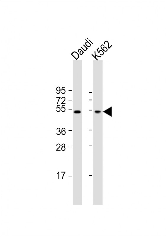 1 - PLIN3 Antibody (Center) AP18857c