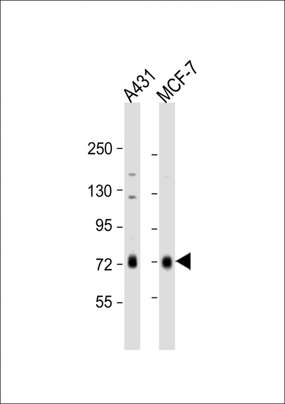 1 - RAF1 Antibody (S233) AP7816e