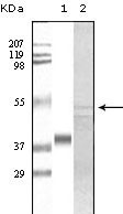 1 - GSK3 alpha Antibody AO1070a
