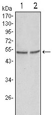 1 - GSK3 alpha Antibody AO1106a
