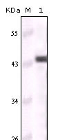 1 - Cytokeratin 5 Antibody AO1115a