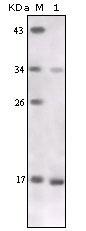 1 - TNF-alpha Antibody AO1134a