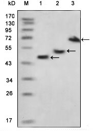 1 - MBP Antibody AO1178a