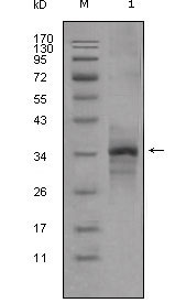 1 - Myostatin Antibody AO1255a