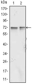 1 - FMR1 Antibody AO1268a