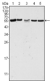 1 - CD18 Antibody AO1286a