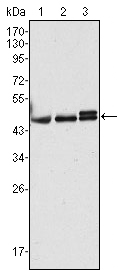 1 - REG1A Antibody AO1293a