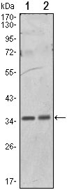 1 - PPP1A Antibody AO1352a
