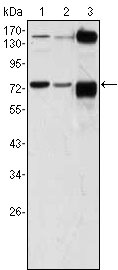 1 - ATP2C1 Antibody AO1354a