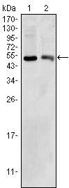 1 - BDH1 Antibody AO1356a