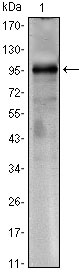 1 - CRTC1 Antibody AO1428a