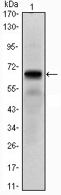 1 - PTH1R Antibody AO1438a
