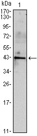 1 - INHA Antibody AO1465a