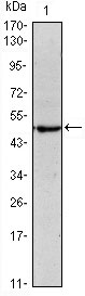 1 - Oct4 Antibody AO1471a