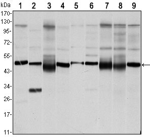 1 - FOXD3 Antibody AO1480a