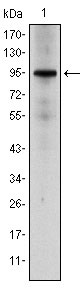 1 - NR3C1 Antibody AO1510a