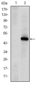 1 - PRKDC Antibody AO1522a