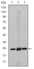 1 - EIF4E Antibody AO1540a