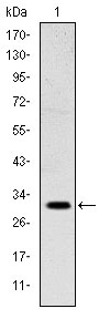 1 - MSX1 Antibody AO1548a