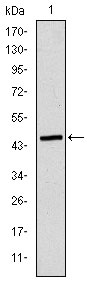 1 - ApoB Antibody AO1564a