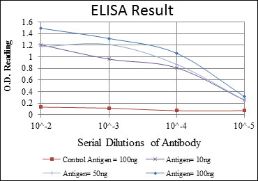 10 - CRKL Antibody AO1581a