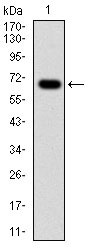 1 - G6PD Antibody AO1634a