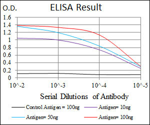10 - MBP Antibody AO1638a