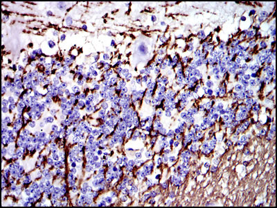 2 - MBP Antibody AO1638a
