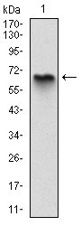 1 - MBP Antibody AO1638a