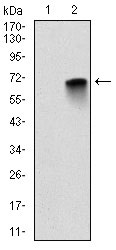 1 - MBP Antibody AO1638a