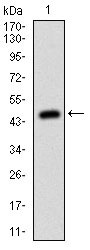 1 - MSH6 Antibody AO1649a