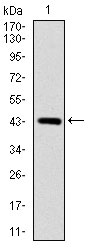 1 - SOX9 Antibody AO1655a