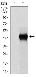 1 - SERPINE1 Antibody AO1656a