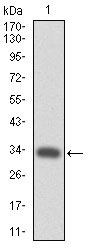 1 - MPL Antibody AO1659a