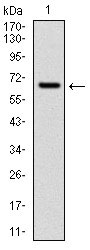 1 - CYP1A1 Antibody AO1662a