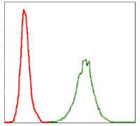 4 - NEFL Antibody AO1663a