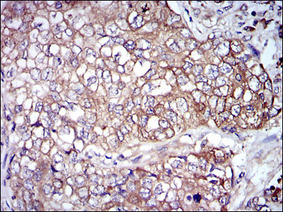 2 - NEFL Antibody AO1663a