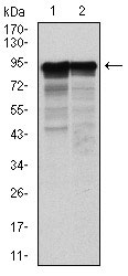 1 - NEFL Antibody AO1663a