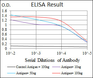 10 - YAP1 Antibody AO1673a