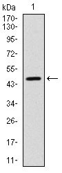 1 - YAP1 Antibody AO1673a