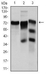 1 - YAP1 Antibody AO1673a