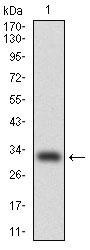 1 - CEBPA Antibody AO1697a