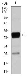 1 - CEBPA Antibody AO1697a