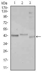 1 - CEBPA Antibody AO1703a