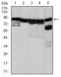 1 - HSP90AA1 Antibody AO1706a