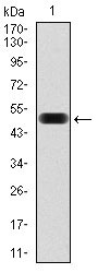 1 - EIF4B Antibody AO1715a