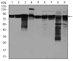 1 - EIF4B Antibody AO1715a